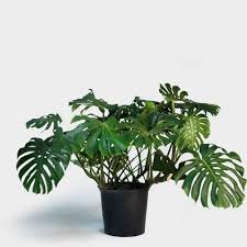 Monstera Deliciosa
